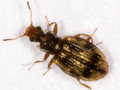 Cartodere bifasciata